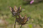 Virginia saltmarsh mallow